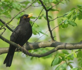 Ferienwohnung zur Amsel Ferienwohnung zur Amsel